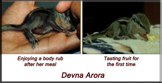 Devna Arora - Indian palm squirrel - week four